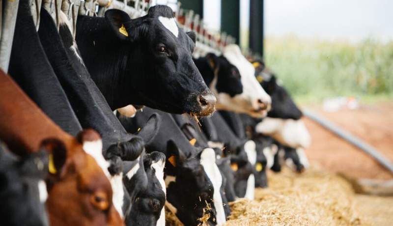 أسعار جديدة لأعلاف الحيوانات لتفادي المضاربة