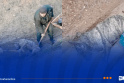 نفوق ضبع مخطط في الشلف