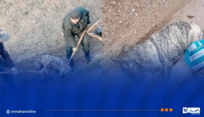 نفوق ضبع مخطط في الشلف