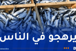 خنشلة.. حجز أزيد من قنطار سمك غير صالح للاستهلاك