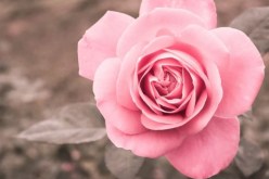 لا أريد أن يصفني أحد بالخائنة… لكن أنا الجديرة بطليق صديقتي