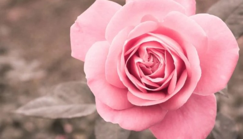 لا أريد أن يصفني أحد بالخائنة… لكن أنا الجديرة بطليق صديقتي