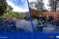 تيسمسيلت.. مصالح الغابات تتدخل لقطع الأشجار ببرج بونعامة