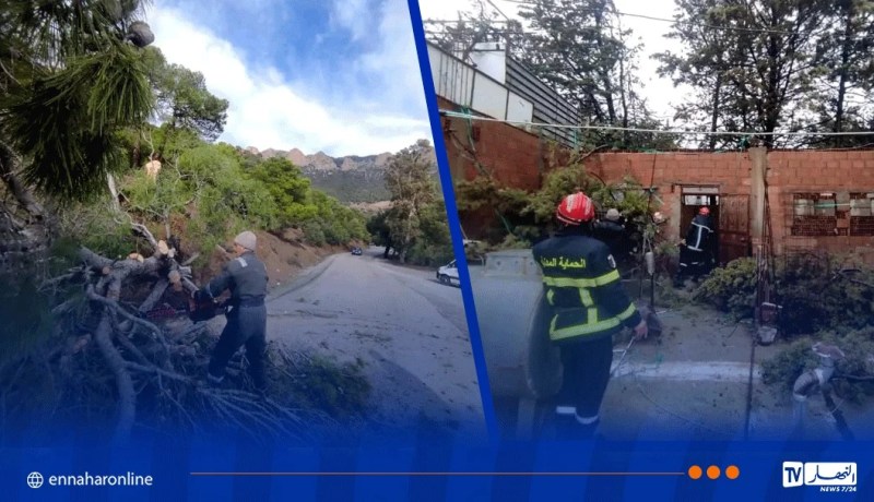 تيسمسيلت.. مصالح الغابات تتدخل لقطع الأشجار ببرج بونعامة