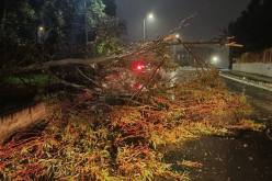 التقلبات الجوية.. سقوط أشجار وأعمدة كهربائية دون تسجيل خسائر بشرية