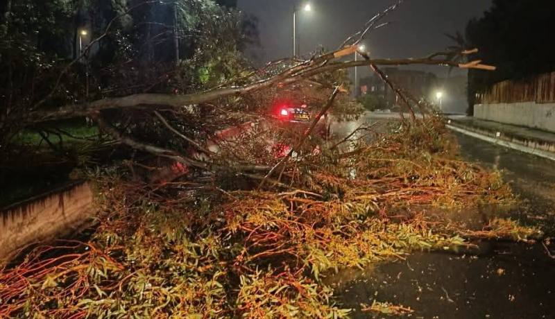 التقلبات الجوية.. سقوط أشجار وأعمدة كهربائية دون تسجيل خسائر بشرية