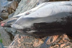 نفوق دلفين على الواجهة البحرية صلامندر بمستغانم