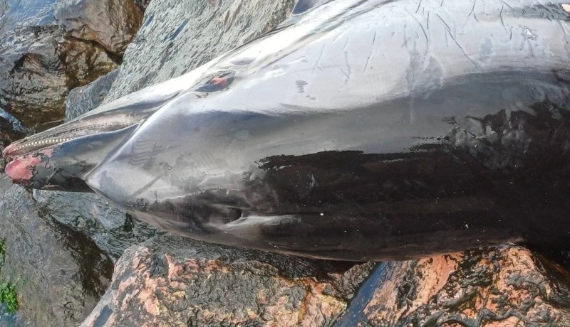 نفوق دلفين على الواجهة البحرية صلامندر بمستغانم