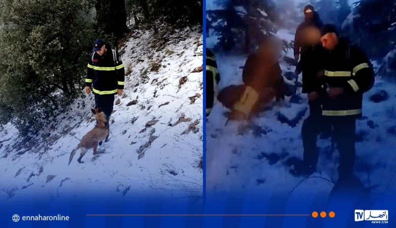 باتنة.. العثور على 4 شبان تائهين بأعالي جبل كوندورسي