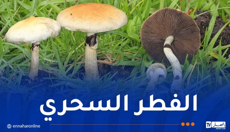 العاصمة: هكذا حوّل طلبة إقامة جامعية إلى حديقة تجارب لزراعة المخدرات