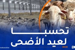 رئيس الجمهورية يأمر باستيراد مليون رأس غنم