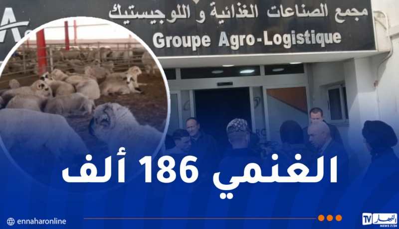 72 ألف رأس بقر و140 ألف خروف من إسبانيا ورومانيا والبرازيل لشهر رمضان