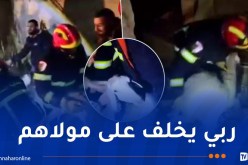 المدية.. نفوق 37 رأس غنم في انهيار إسطبل بالسواقي