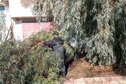 تيسمسيلت.. تدخلات ميدانية لمحافظة الغابات بعد التقلبات الجوية