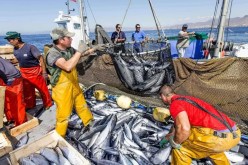 رئيس الجمهورية يوجه بتطوير قطاع الصيد البحري لسنة 2026