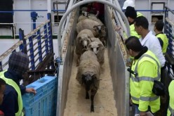  قرارات هامة بخصوص استيراد مليون رأس غنم تحسبا لعيد الأضحى المبارك