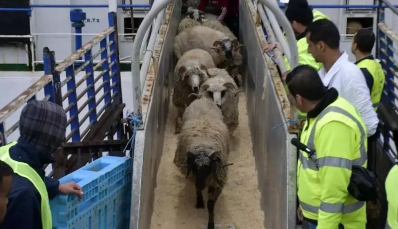  قرارات هامة بخصوص استيراد مليون رأس غنم تحسبا لعيد الأضحى المبارك