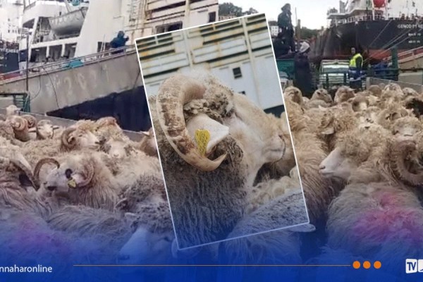 ميناء بجاية: رسو باخرة محملة بـ 11700 رأس غنم مستوردة 