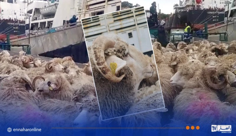 ميناء بجاية: رسو باخرة محملة بـ 11700 رأس غنم مستوردة 