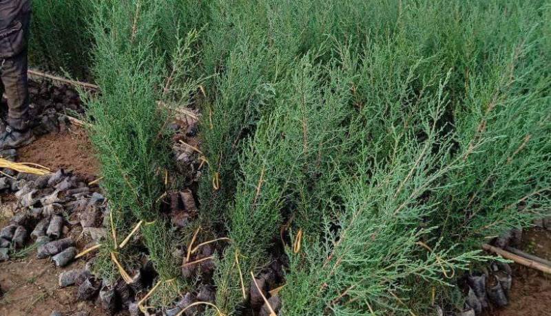 الجمعية الوطنية للمستثمرين الفلاحيين تساهم في الحملة الوطنية الكبرى للتشجير بـ 3700 شجيرة مثمرة