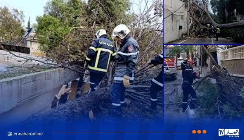 التقلبات الجوية.. سقوط أشجار وانهيار جدار بعدة ولايات