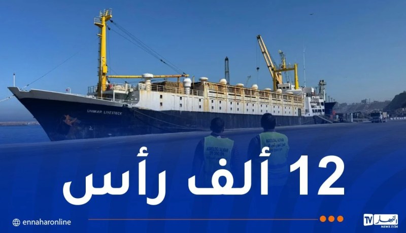 ميناء وهران..وصول كمية من الأغنام قادمة من اسبانيا