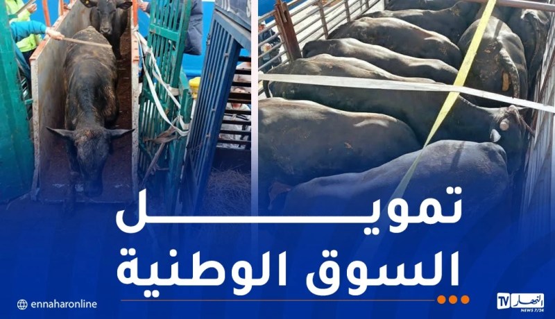 ميناء بجاية يستقبل 2024 رأس من العجول قادمة من البرازيل