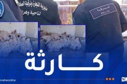 شرطة وهران تحجز قرابة 6 قناطير من اللحوم الفاسدة