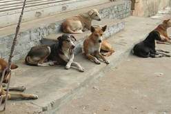 بالتفاصيل.. هكذا سيتم التعامل مع الكلاب الضالة بالعاصمة