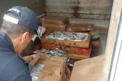 غليزان.. حجز وإتلاف أزيد من قنطار ونصف من الأسماك الفاسدة