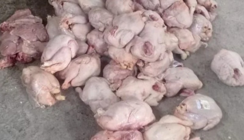 سوق أهراس.. حجز  أزيد من قنطارين من الدجاج منتهي الصلاحية