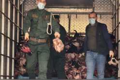 درك بريان يحجز أزيد من 12 طنًا من أحشاء ورؤوس المواشي غير الصالحة للاستهلاك