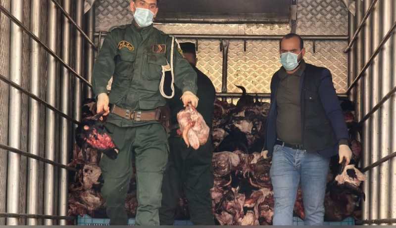 درك بريان يحجز أزيد من 12 طنًا من أحشاء ورؤوس المواشي غير الصالحة للاستهلاك