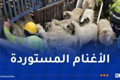 دخول شحنة جديدة من الأغنام المستوردة إلى ميناء الجزائر