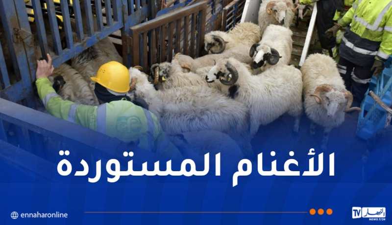 دخول شحنة جديدة من الأغنام المستوردة إلى ميناء الجزائر