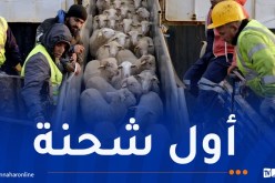 تحسبا لعيد الأضحى..وصول شحنة من الأغنام المستوردة إلى ميناء الجزائر