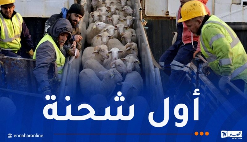 تحسبا لعيد الأضحى..وصول شحنة من الأغنام المستوردة إلى ميناء الجزائر