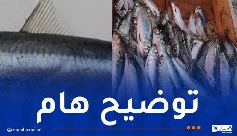 رصد سمك دخيل في الجزائر..مركز الصيد البحري يوضح ويؤكد