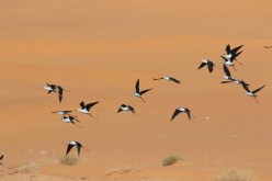 إحصاء أزيد من 1700 طائر مائي مهاجر خلال الإحصاء الشتوي للطيور