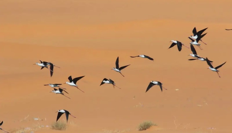 إحصاء أزيد من 1700 طائر مائي مهاجر خلال الإحصاء الشتوي للطيور