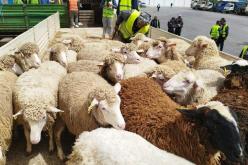 وصول نحو 23 ألف رأس غنم مستوردة من إسبانيا إلى ميناء وهران