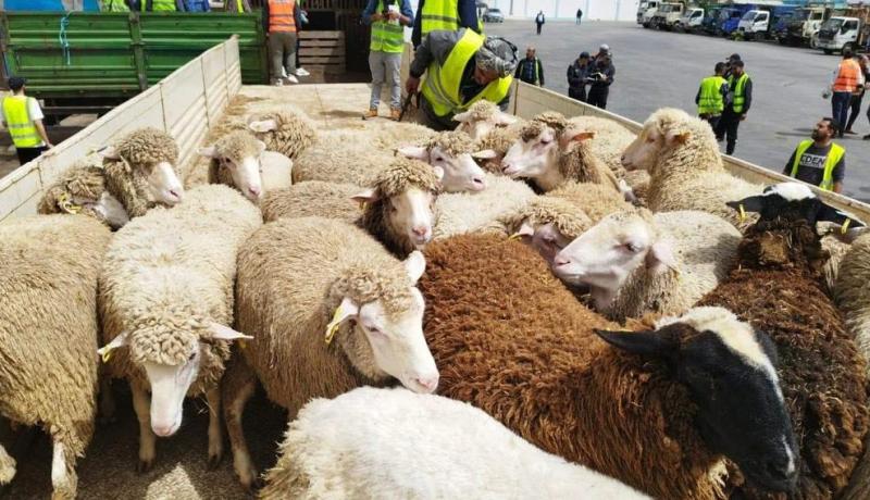 وصول نحو 23 ألف رأس غنم مستوردة من إسبانيا إلى ميناء وهران