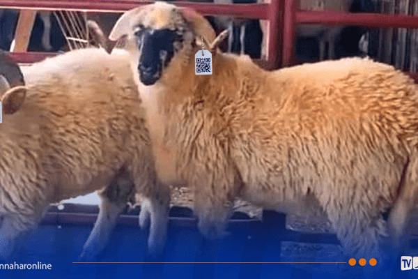  هذه تفاصيل بيع الأضاحي المستوردة بالـ QR Code