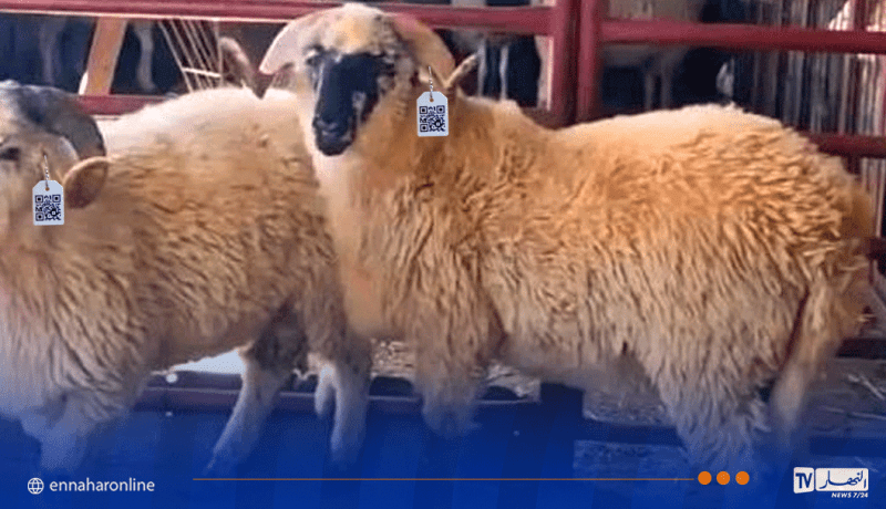  هذه تفاصيل بيع الأضاحي المستوردة بالـ QR Code