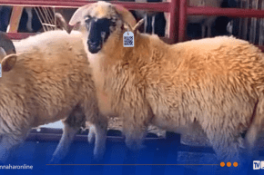 هكذا يتم اقتناء أضحية العيد بسهولة.. تفاصيل من وزارة الفلاحة