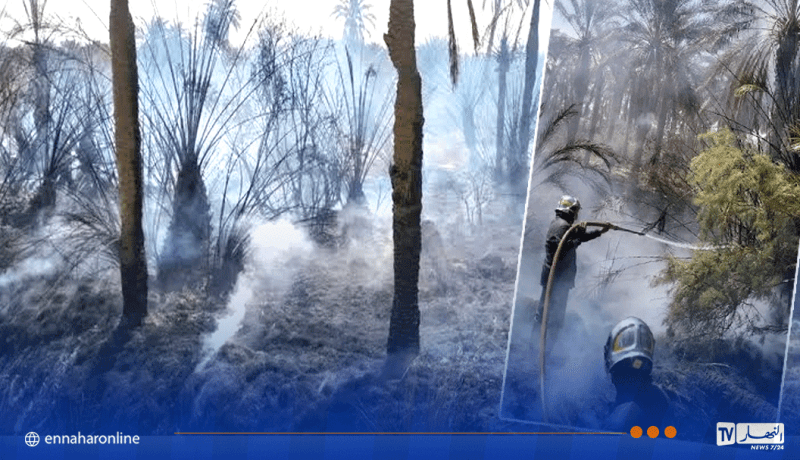 المغير.. حريق غابة نخيل بالمنطقة الفلاحية العسلي في جامعة