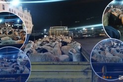 الشلف.. وصول أزيد من 9 آلاف رأس غنم بميناء تنس قادمة من رومانيا