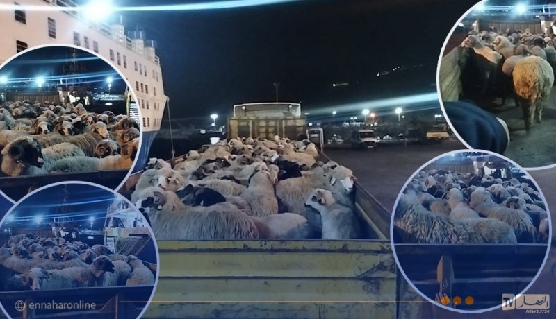 الشلف.. وصول أزيد من 9 آلاف رأس غنم بميناء تنس قادمة من رومانيا