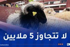 مستغانم تستقبل أكثر من 14 ألف رأس غنم مستورد