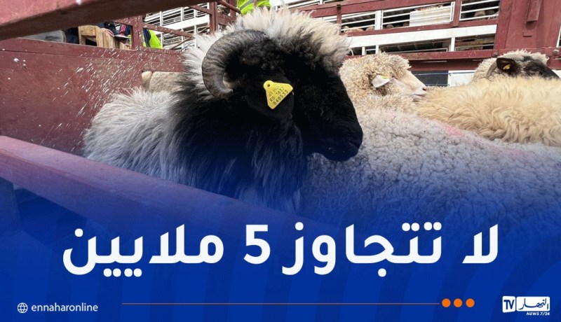 مستغانم تستقبل أكثر من 14 ألف رأس غنم مستورد